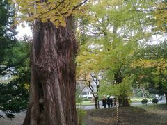 -北海道厅旧本厅舍(旧本庁舎)