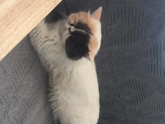 -平行世界·猫咖(首经贸店)