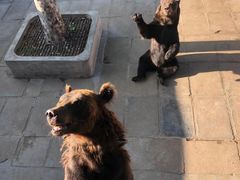 -西霞口神雕山野生动物世界