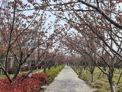 -高东镇樱花园