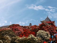 -贵州百里杜鹃风景名胜区