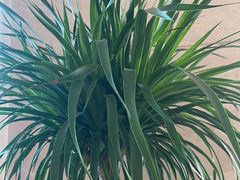 -红顶食府(滨湖九号店)