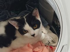 -瑞鹏宠物医院·骨科·猫科·内科(第一中心)
