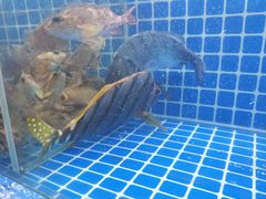 -阿军排档·烧烤
