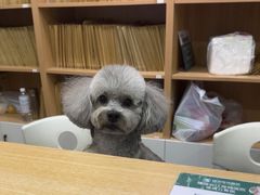 -瑞派长江宠物医院·猫科·外科·24小时夜护(谊城公寓分院)