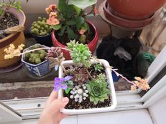 -宝鸡东道花鸟鱼虫市场(吉利花园商场店)