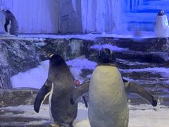 -海合安青岛极地海洋公园