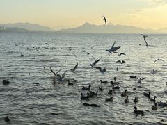 -深圳湾公园(南山区)