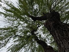 -重庆彩云湖湿地公园