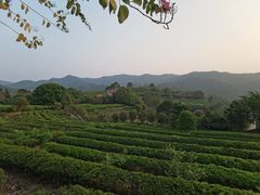 -雁南飞茶田景区
