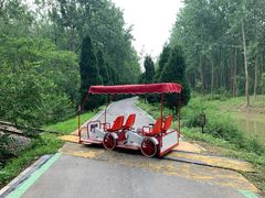 -合肥滨湖国家森林公园