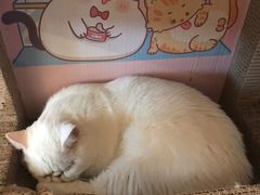 -猫腻·猫咖·撸猫馆(星光大道店)