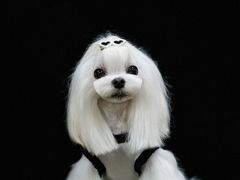 -鑫艺宠物美容培训学校