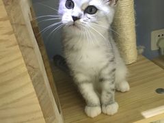 -喵的天空名猫咖啡馆·撸猫·猫舍·用品