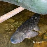 后面根本停不下来,香脆之余还有一点点粘口,不会太甜