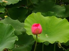 -桤木河湿地公园