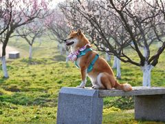 -柏萃动物医院·骨科·牙科