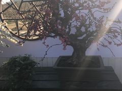 -香雪海
