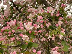 -石家庄市植物园