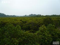 -东寨港红树林旅游区
