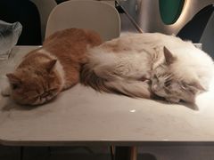 -飞行喵MR PILOT|猫舍·猫咖(静安大融城店)