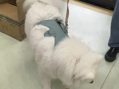 -瑞鹏宠物医院·宠保定点·心脏科·内科(御桥分院)