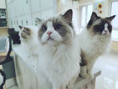 -鼓捣猫呢主题猫咖店