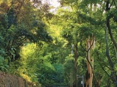 -银湖山郊野公园-相思林