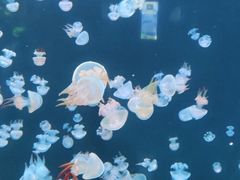 -石家庄极地海洋世界