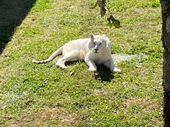 -西霞口神雕山野生动物世界