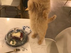 -飞行喵MR PILOT|猫舍·猫咖(静安大融城店)