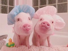 -成都凯宾斯基饭店