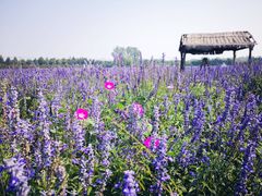 -北京东方普罗旺斯薰衣草庄园