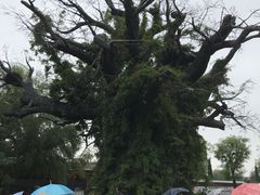 -大槐树寻根祭祖园