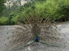 -西霞口神雕山野生动物世界