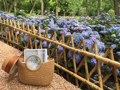 -上海共青森林公园