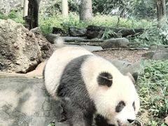 -都江堰中华大熊猫苑