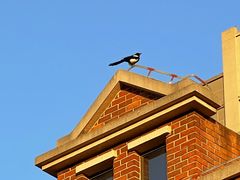 -BABANA烧烤·龙虾·海鲜