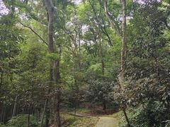 -上海佘山国家森林公园天马山园