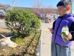 -杭州湾海上花田景区