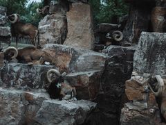 -上海野生动物园