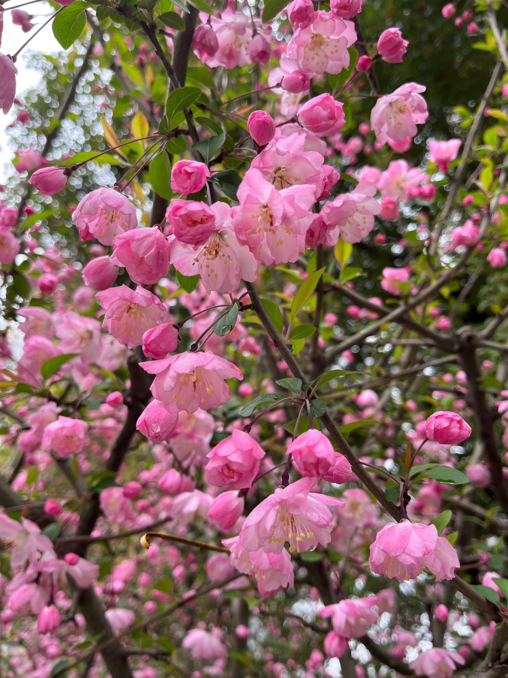 唐美玲海棠开花图片图片