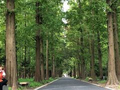-东平国家森林公园