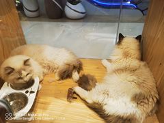 -屋虎猫馆(宝安大仟里店)