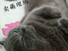 -瑞鹏宠物医院·宠保定点·心脏科·内科(御桥分院)