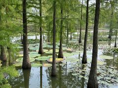 -池杉湖湿地公园