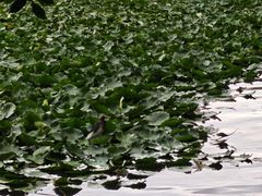 -荔湾湖公园