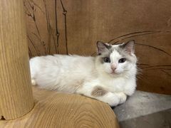 -楼上猫咖(罗湖店)