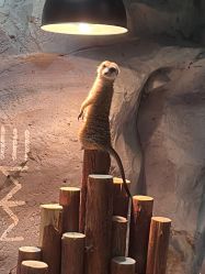 -Zoolung Zoolung动物主题公园(海信广场店)