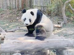 -广州长隆野生动物世界
